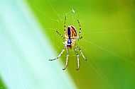 Field Spider