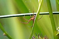 Field Spider