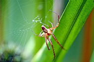 Field Spider