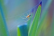 Field Spider