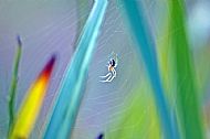 Field Spider