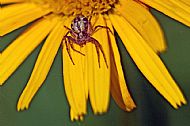 Field Spider