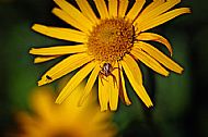 Field Spider