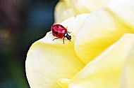 Ladybird