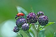 Ladybird