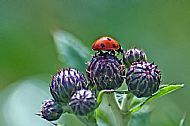Ladybird