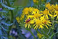Red Soldier Beetle