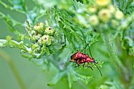 Red Soldier Beetle