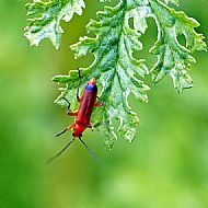 Red Soldier Beetle