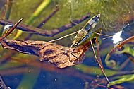 Pond Skater