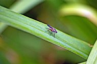 Fly