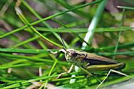 Grasshopper