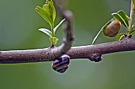 Land Snail