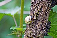 Land Snail