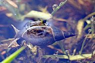 Water Snail