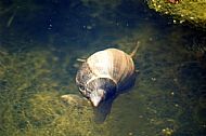 Water Snail