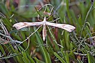 Plume Moth