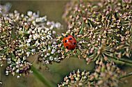 Ladybird