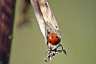 Ladybird
