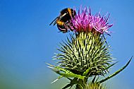 Bumblebee