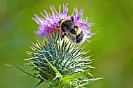Bumblebee