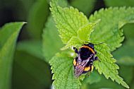 Bumblebee