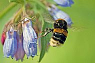 Bumblebee