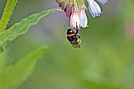 Bumblebee