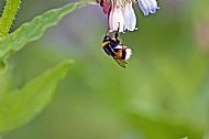 Bumblebee