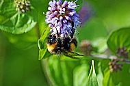Bumblebee