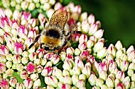 Bumblebee