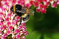 Bumblebee