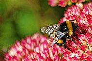 Bumblebee