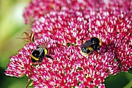 Bumblebee