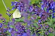 Cabbage White