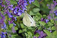 Cabbage White