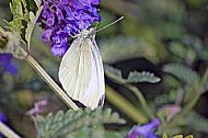 Cabbage White