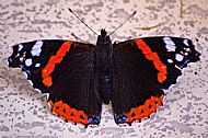 Red Admiral