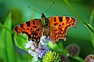 Comma