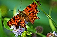 Comma 