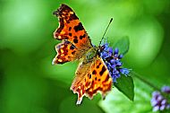 Comma
