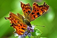 Comma