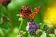 Comma