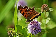 Comma 