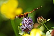 Comma 