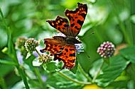 Comma 