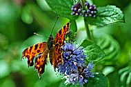Comma
