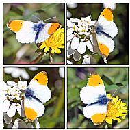Orange-tip 