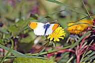 Orange-tip 