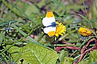 Orange-tip 